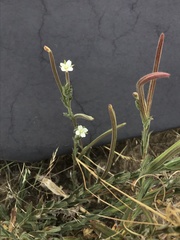 Epilobium hirtigerum