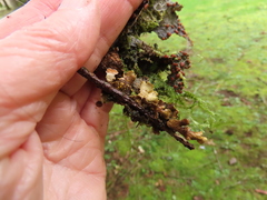 Pseudocyphellaria hawaiiensis