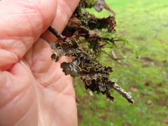 Pseudocyphellaria hawaiiensis