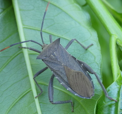 Anoplocnemis curvipes