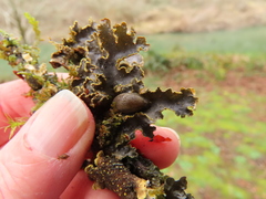 Pseudocyphellaria hawaiiensis
