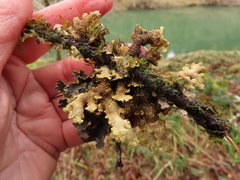 Pseudocyphellaria hawaiiensis