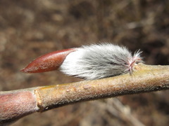 Salix gracilistyla
