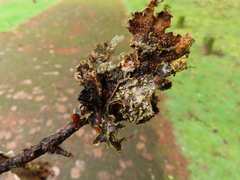 Pseudocyphellaria hawaiiensis