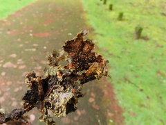 Pseudocyphellaria hawaiiensis