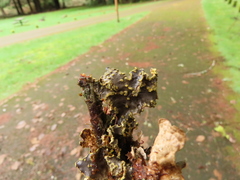 Pseudocyphellaria hawaiiensis