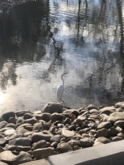 Egretta thula