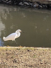 Egretta thula