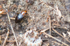 Trichotichnus vulpeculus