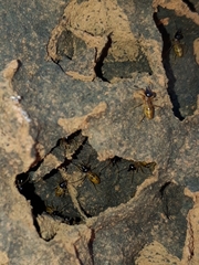 Constrictotermes cyphergaster