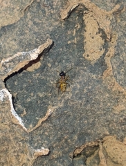 Constrictotermes cyphergaster