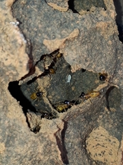 Constrictotermes cyphergaster