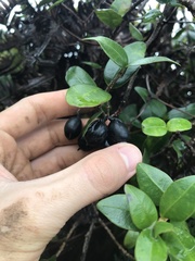 Alyxia stellata