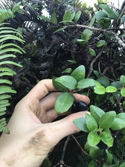 Alyxia stellata