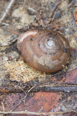 Triodopsis tridentata