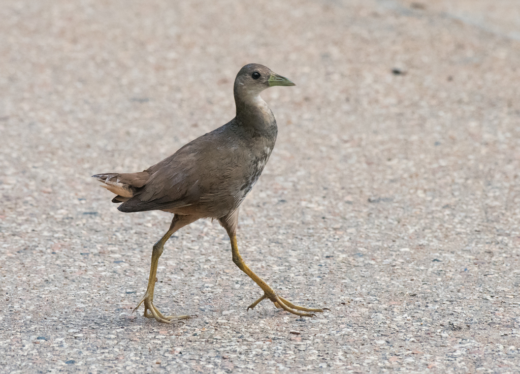 Pale-vented Bush-hen (Amaurornis moluccana) photo