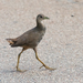 Pale-vented Bush-Hen - Photo (c) Matteo Grilli, some rights reserved (CC BY-NC), uploaded by Matteo Grilli