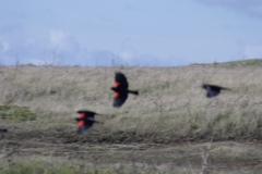 Agelaius phoeniceus mailliardorum