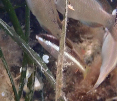 Symphodus doderleini