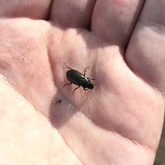 Carabidae