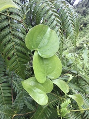 Smilax melastomifolia