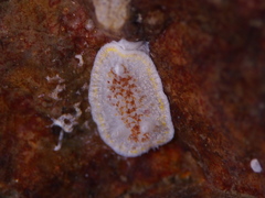 Diaphorodoris luteocincta