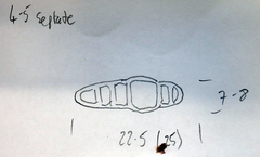 Opegrapha agelaeoides