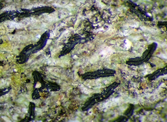 Opegrapha agelaeoides