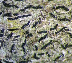 Opegrapha agelaeoides