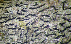 Opegrapha agelaeoides