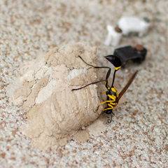 Sceliphron fistularium