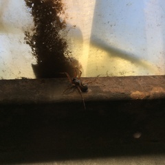Steatoda nobilis
