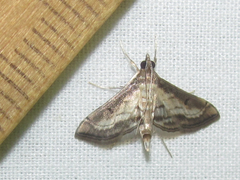 Marasmia