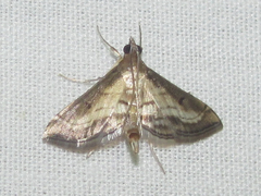 Marasmia