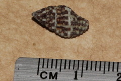 Engina armillata