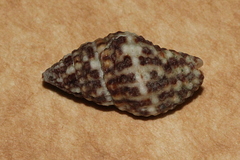 Engina armillata