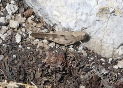 Trimerotropis thalassica