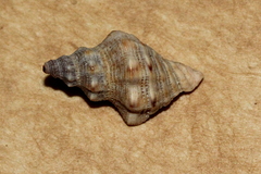 Phycothais reticulata image