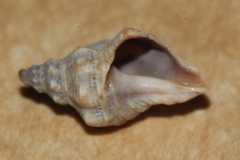 Phycothais reticulata