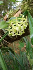 Epidendrum latilabre
