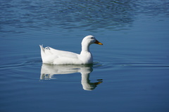 Anas platyrhynchos domesticus