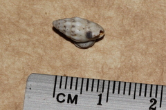Cerithium egenum