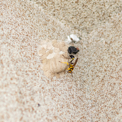 Sceliphron fistularium