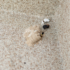 Sceliphron fistularium