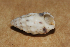 Cerithium egenum