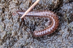 Caseyidae