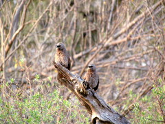 Turdoides hartlaubii