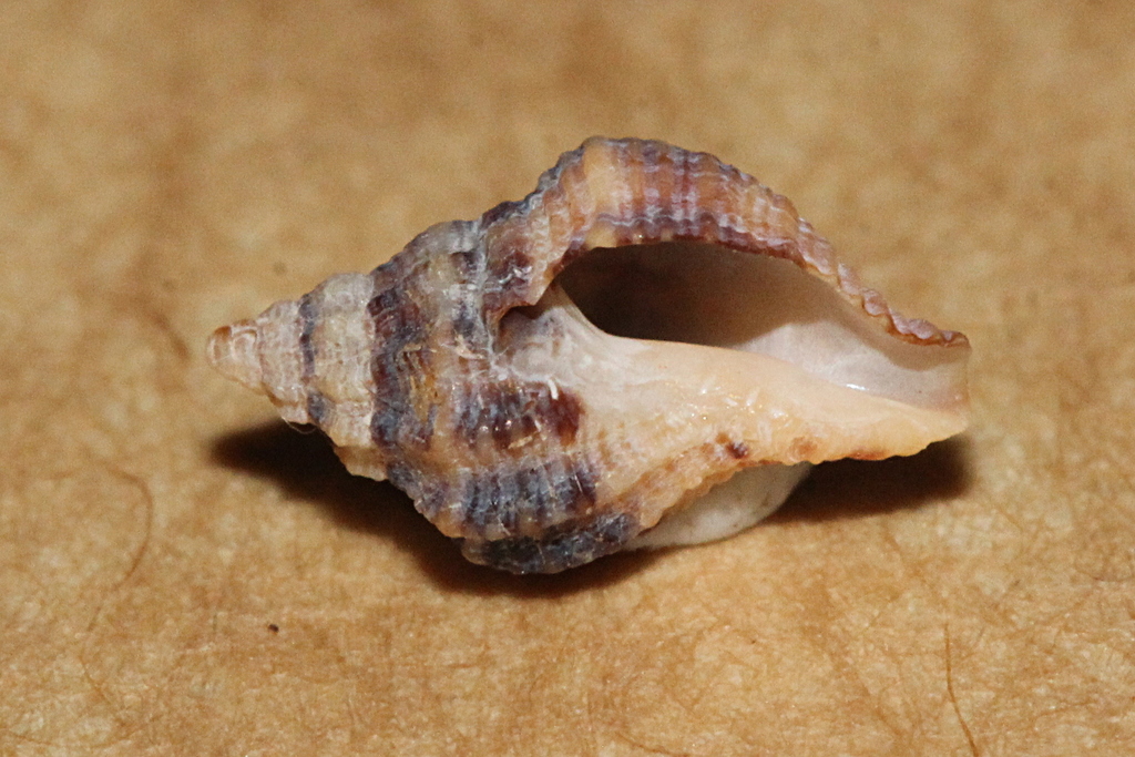 Murex Snails from Burleigh Heads, Gold Coast QLD, Australia on November