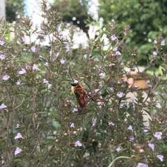 Sphex latreillei