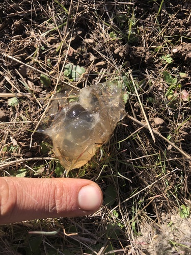 iNaturalist observation photo of Vertebrates